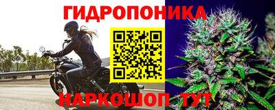 шишки Гай